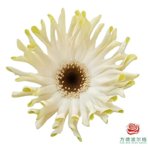 外购非洲菊-威尼斯 10枝一扎 商品图0