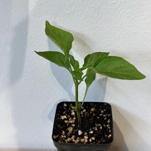 JF 螺丝椒苗儿🫑 商品图0