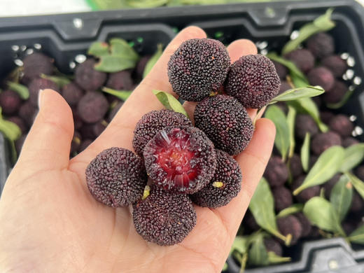 【云南高山✈️杨梅——口感浓郁、鲜味十足、杨梅风味浓郁！当季时令 商品图10