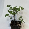 JF 小红番茄苗儿🍅 商品缩略图0