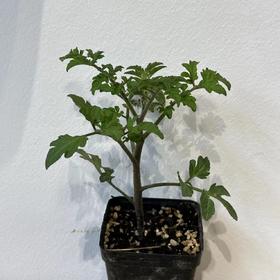 JF 草莓番茄苗儿🍅