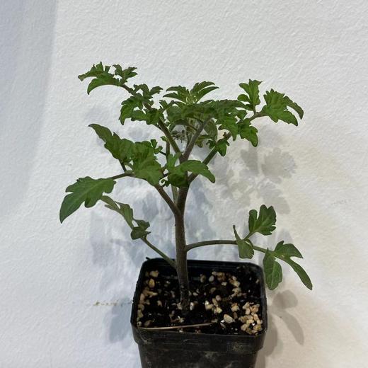 JF 小红番茄苗儿🍅 商品图0