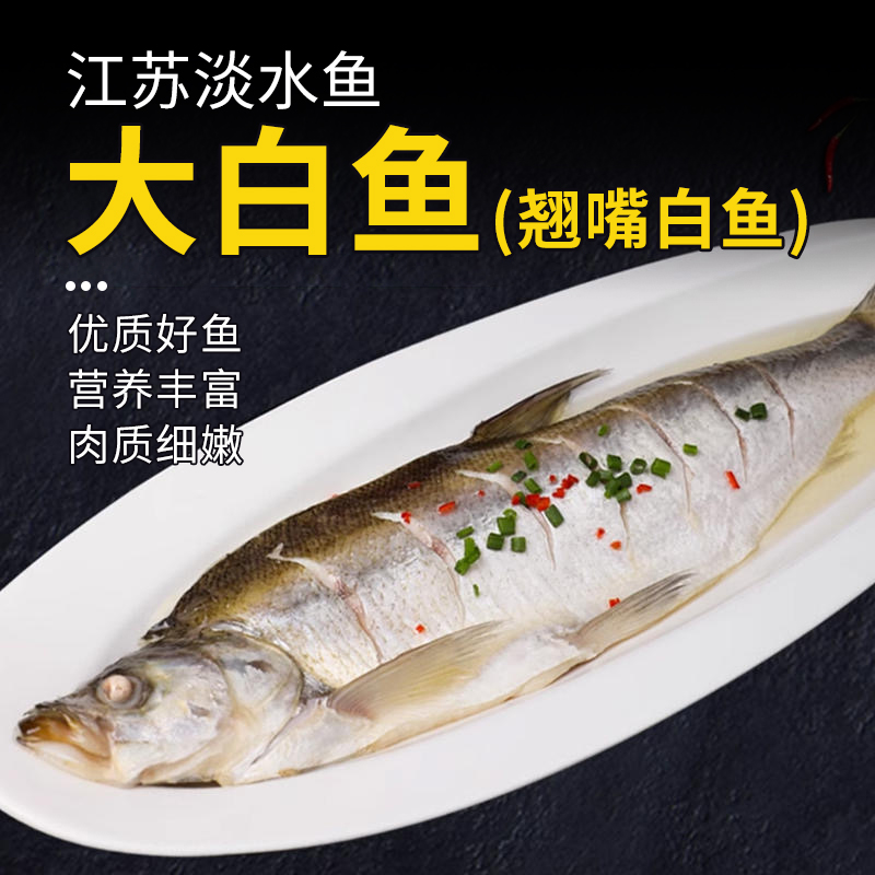 大白鱼(翘嘴白鱼)500-600g/条