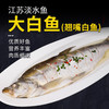 大白鱼(翘嘴白鱼)500-600g/条 商品缩略图0
