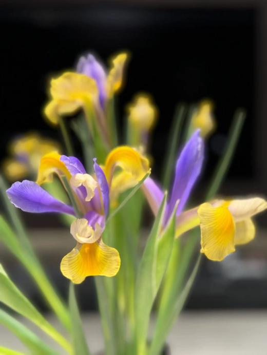 基地直营-鸢尾-西贡-10支 商品图1