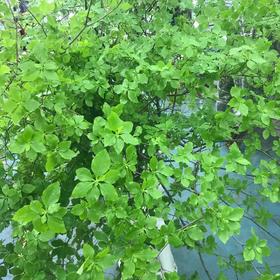 4月4日日本吊钟AAA-150cm-5支