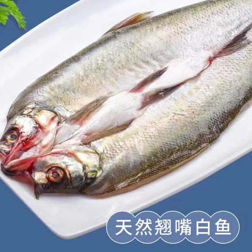 大白鱼(翘嘴白鱼)500-600g/条 商品图1