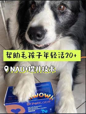 加拿大原装DR.pettLabs宠物延寿细胞营养素N M N 抵抗衰老养神经改善心脏肝肾损伤辅酶Q10 60粒