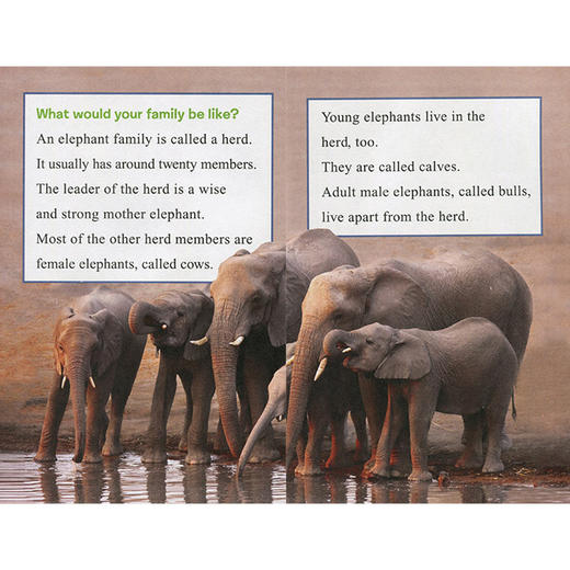 英文原版 Ranger Rick: I Wish I Was 我希望我是 儿童科普杂志动物系列 12册合售 I Can Read系列Level 1阶段  蓝思值490L-520L 商品图2