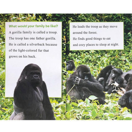 英文原版 Ranger Rick: I Wish I Was 我希望我是 儿童科普杂志动物系列 12册合售 I Can Read系列Level 1阶段  蓝思值490L-520L 商品图3