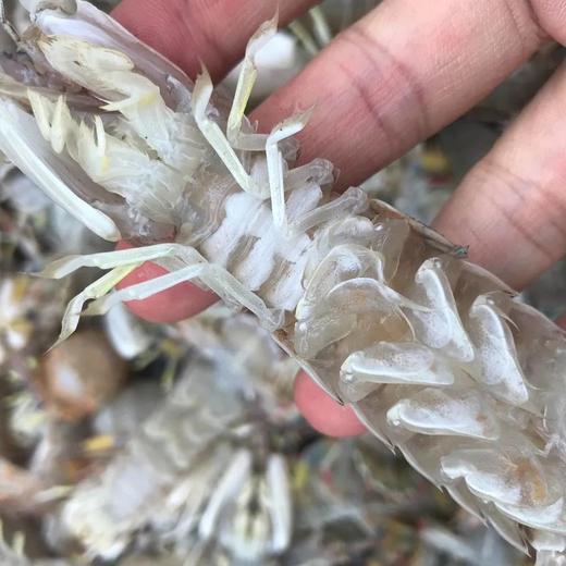 舟山 皮皮虾  码头直发 商品图3