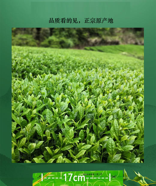 【恩施】伍家台贡茶特级炒青250g/袋 茶叶（昌臣） 商品图3