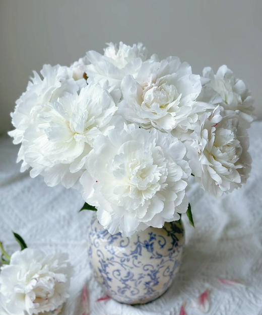 【纯洁 动人】芍药-杨妃出浴  白色（略带红血丝）5枝/扎 商品图0