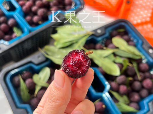 【云南高山✈️杨梅——口感浓郁、鲜味十足、杨梅风味浓郁！当季时令 商品图4
