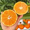新鲜水果 明日见雪山柑  500g 商品缩略图2