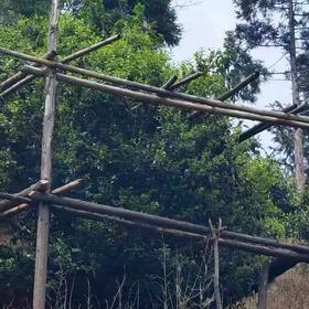 邦东单株2026-1000克-晒青绿茶