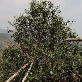 邦东单株茶王树2026-1000克-晒青绿茶