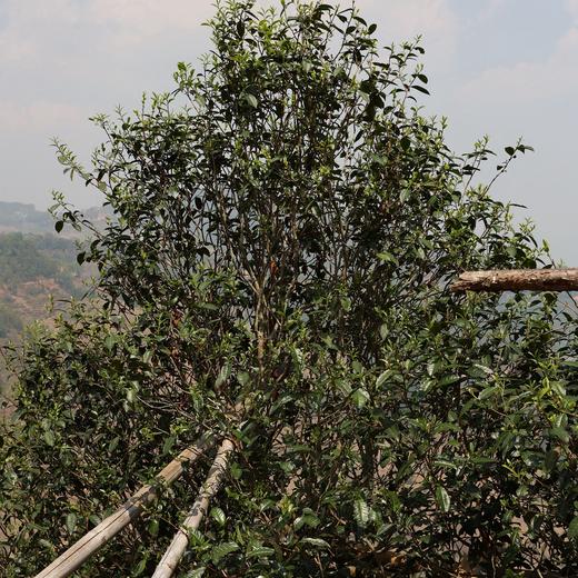 邦东单株茶王树2026-1000克-晒青绿茶 商品图0