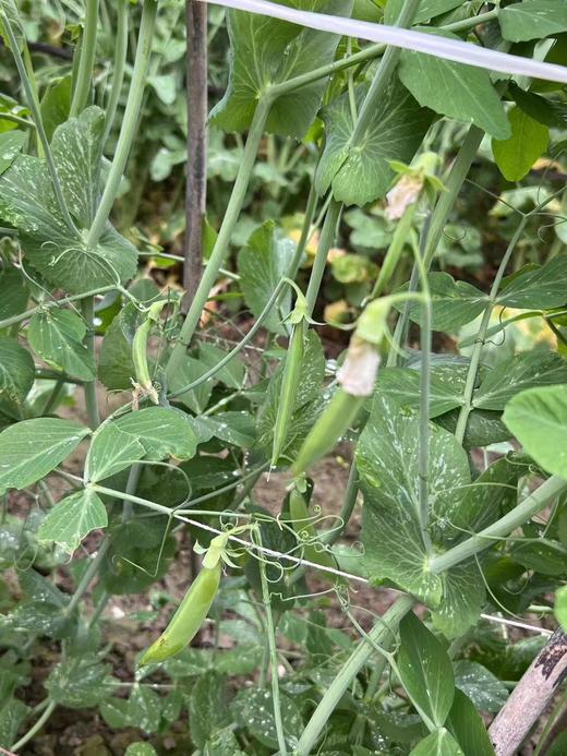 【周三到】云南新鲜水果甜豌豆2斤装 商品图1