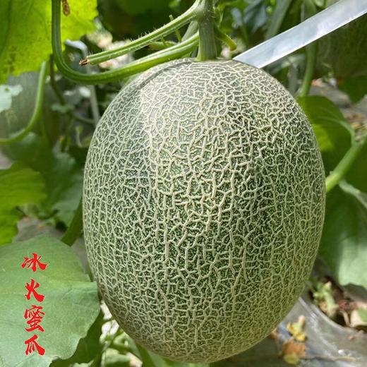 新疆哈密瓜吐鲁番火焰蜜瓜 西州蜜25号 商品图2