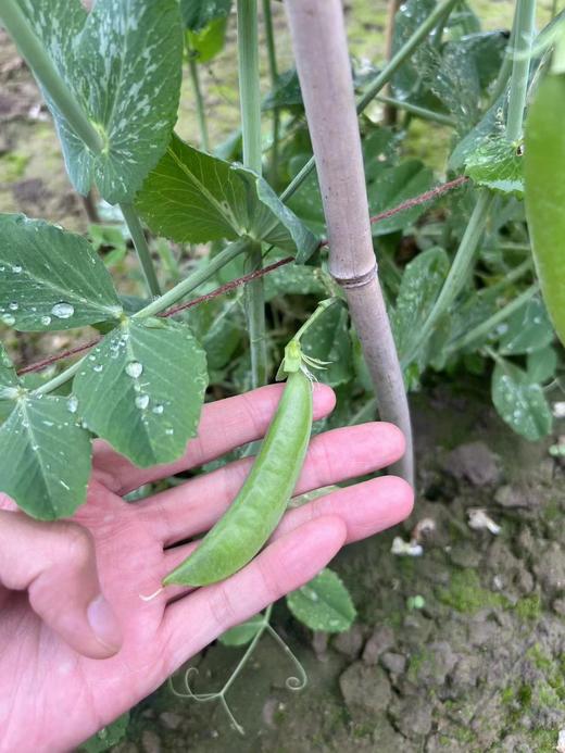 【周三到】云南新鲜水果甜豌豆2斤装 商品图4