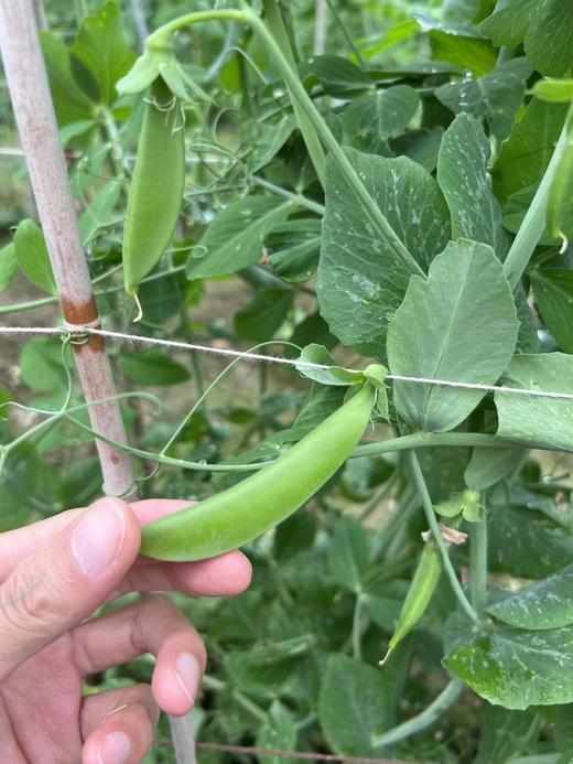 【周三到】云南新鲜水果甜豌豆2斤装 商品图3