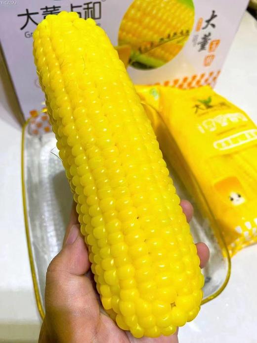 大董玉米一箱 商品图3