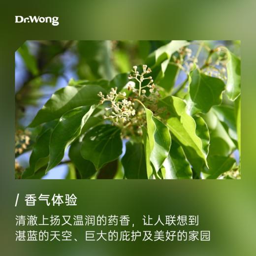 罗文莎叶 单方精油 商品图1