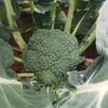 生态西蓝花（下单后一周左右发出） | 合作生产 * Ecological Broccoli |  Partner Production 商品缩略图2