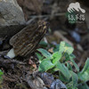 野生小金羊肚菌 | 合作生产 * Wild Xiaojin Morel mushroom| Coproduction 商品缩略图3