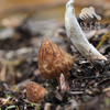 野生小金羊肚菌 | 合作生产 * Wild Xiaojin Morel mushroom| Coproduction 商品缩略图1