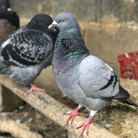 桂柳~乳鸽 杀好净膛发货