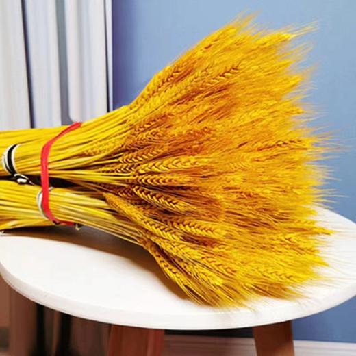 大麦干花（90根左右） 商品图1