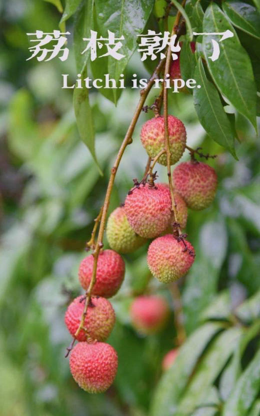 桂花香荔枝、滑润Q嫩，果肉晶莹剔透 一口爆汁 商品图3