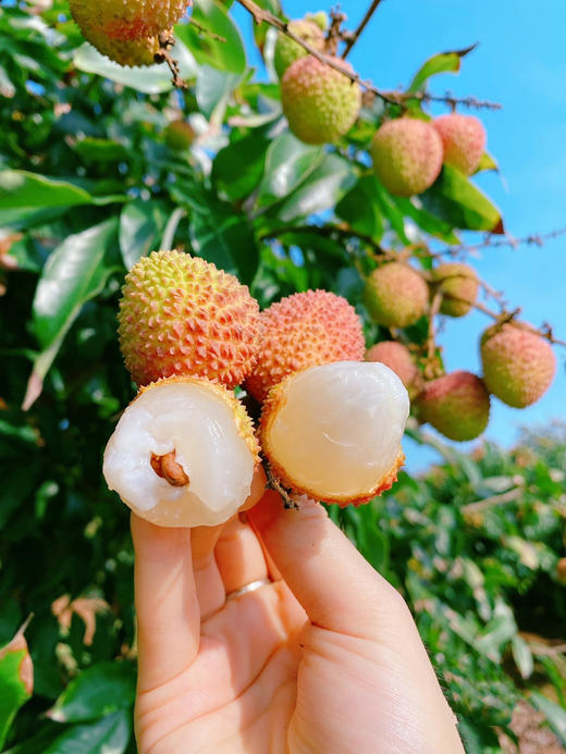 桂花香荔枝、滑润Q嫩，果肉晶莹剔透 一口爆汁 商品图2