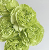 国产花材-【康乃馨】绿色 商品缩略图0