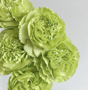 国产花材-【康乃馨】绿色