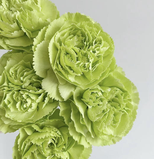 国产花材-【康乃馨】绿色 商品图0