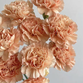 国产花材-【康乃馨】橙忆