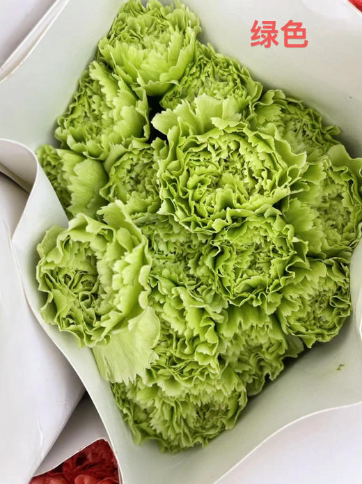 国产花材-【康乃馨】绿色 商品图1