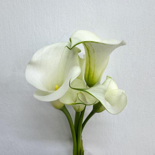 4月3日马蹄莲纯艺术B级-5支（L农场） 商品图0