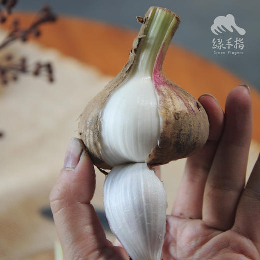 生态山东大蒜（干） | 合作生产*Ecological fresh garlic | Coproduction 商品图2