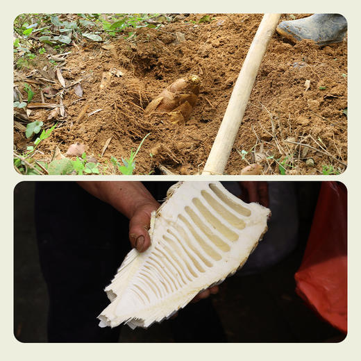 南食召 明前春笋干 商品图2