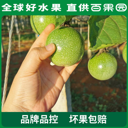 百果园 黄金百香果（大）16粒礼盒装（单果重70-90g） 商品图4