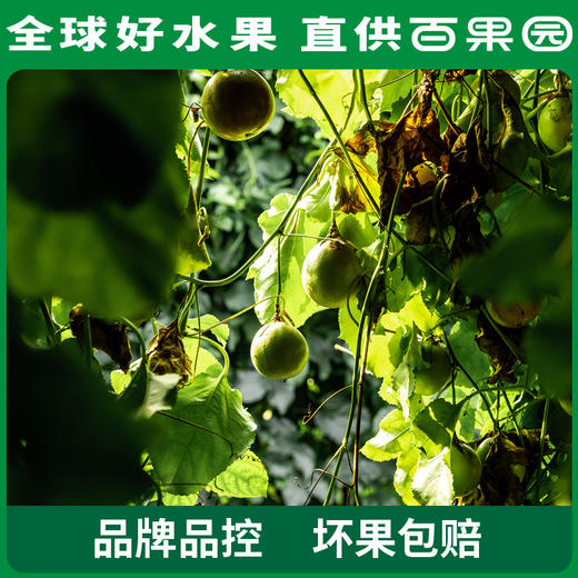 百果园 黄金百香果（大）16粒礼盒装（单果重70-90g） 商品图5