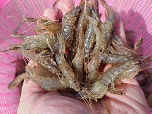 【每周二、周五发货】野生水库鱼【产地直发】@野鱼江湖 商品图4