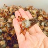 下单1份立减6元，2份立减17元！新鲜现做龙虾尾虾球（2斤活虾+黄瓜+鹌鹑蛋） 商品缩略图5