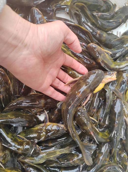 【每周二、周五发货】野生水库鱼【产地直发】@野鱼江湖 商品图5