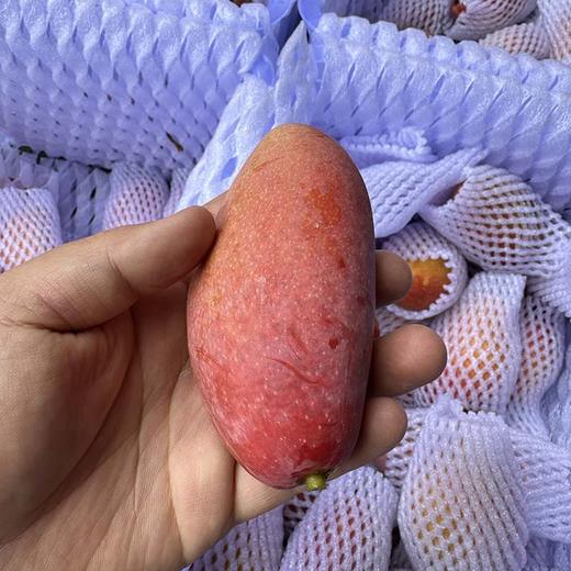 海南树熟「贵妃芒」小果 1kg 约11～13个 商品图2