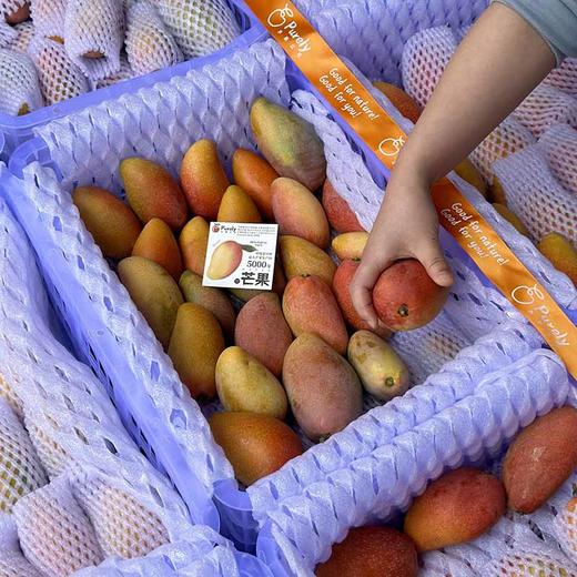 海南树熟「贵妃芒」小果 1kg 约11～13个 商品图3